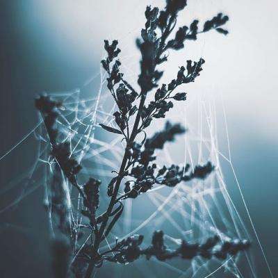 可以试玩cq9电子的网页game