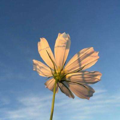 满堂彩手机app下载