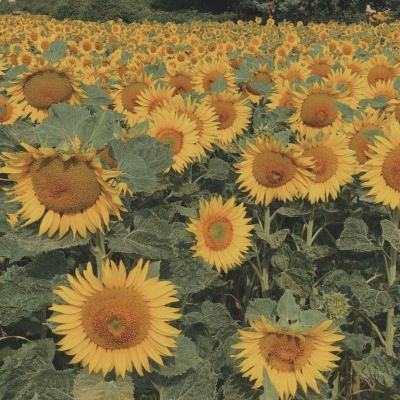 可以试玩cq9电子的网页game