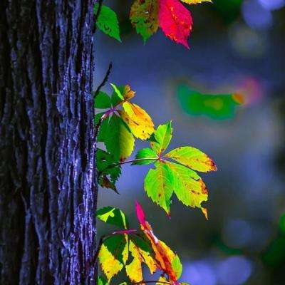 开云网kaiyunapp下载