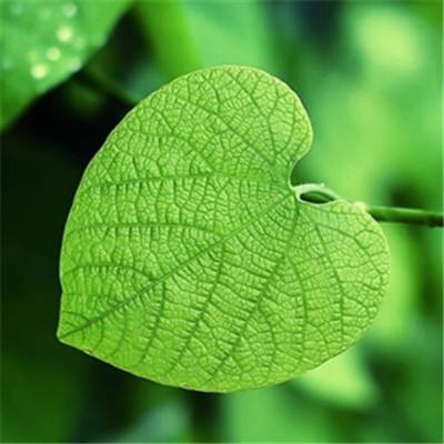 火狐官网手机app下载