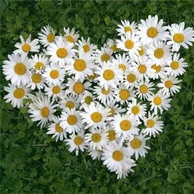 亚搏apo官网下载官方版截图